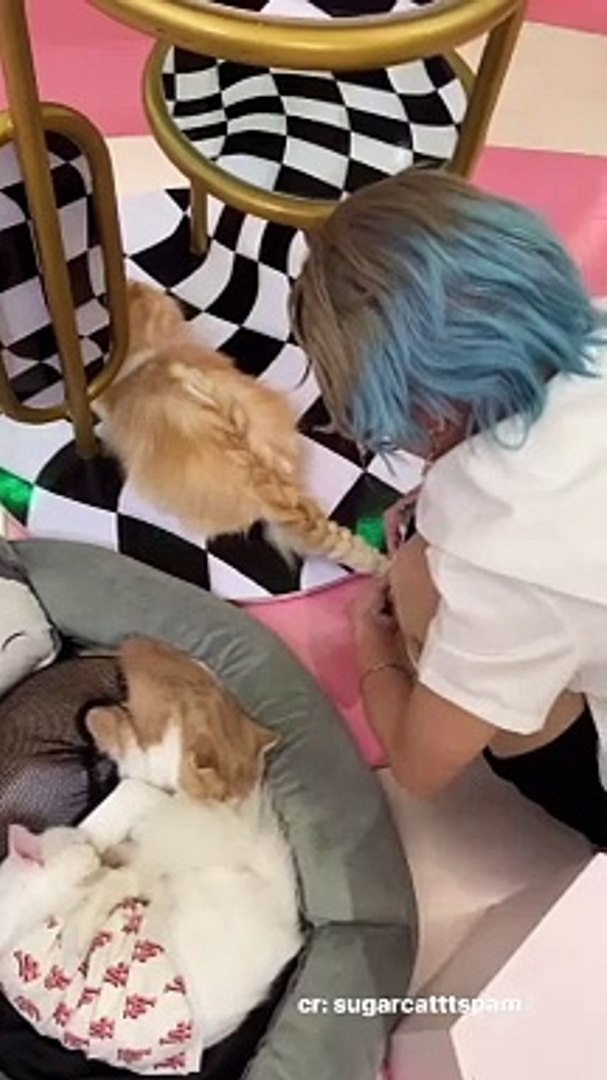 Pets funny: Hairdressers
