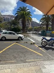 Arranca el césped y lo lanza a la carretera en Los Cristianos