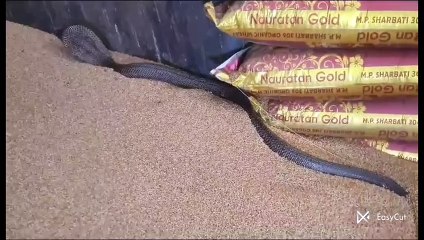 मजदूरों ने उसे भगाने का प्रयास किया, लेकिन वहीं बैठा रहा