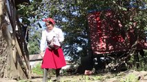 Picking walnuts and cooking a quail dish different recipe from the village