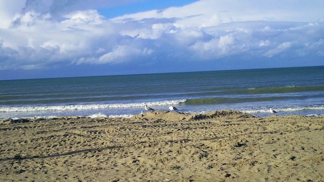 Rassemblement des mouettes de Bray-Dunes