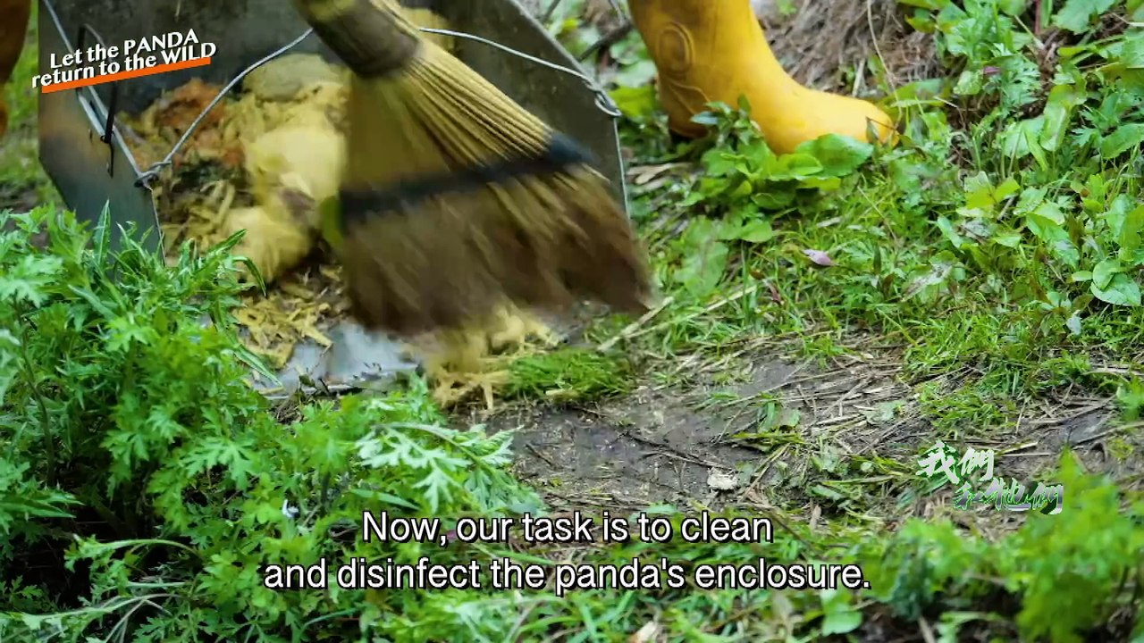 Let The Panda Return to The Wild