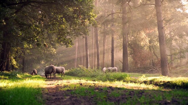 Ethereal Harmonies: Relaxing Soundscapes