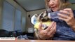 Blind raccoon lovingly holds rescuer hand when eating