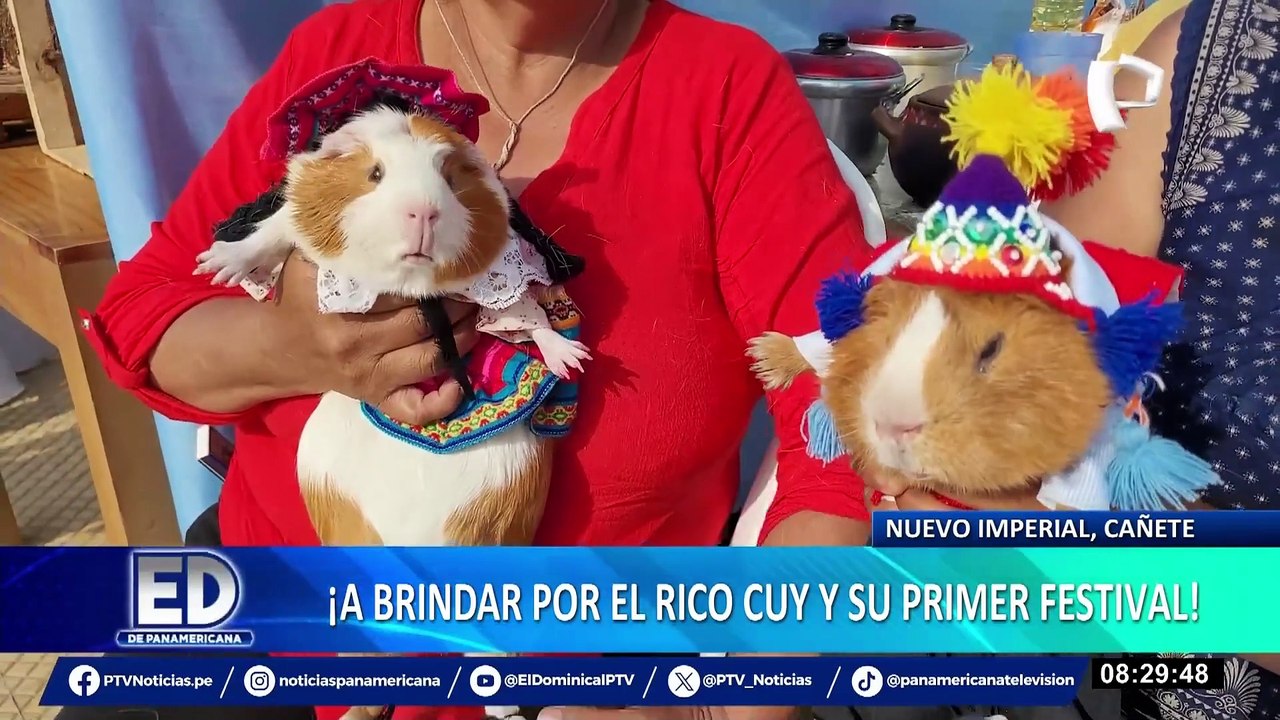 Cañete: presentan cuyes con creativos trajes para concurso ‘fashionista’