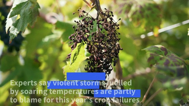 Climate change threatens the livelihoods of Albania's winemakers