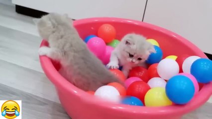 You Laugh You Lose  Funniest Cats and Dogs 