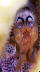 A Very Shocked Shrimp