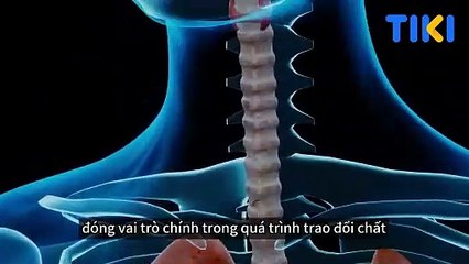 Đây là loại Hạt giúp bạn giảm cân thành công sau nhiều lần thất bại