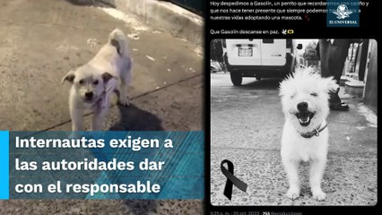 Muere “Gasolin” perrito empleado de gasolinera en Baja California; lo habrían envenenado