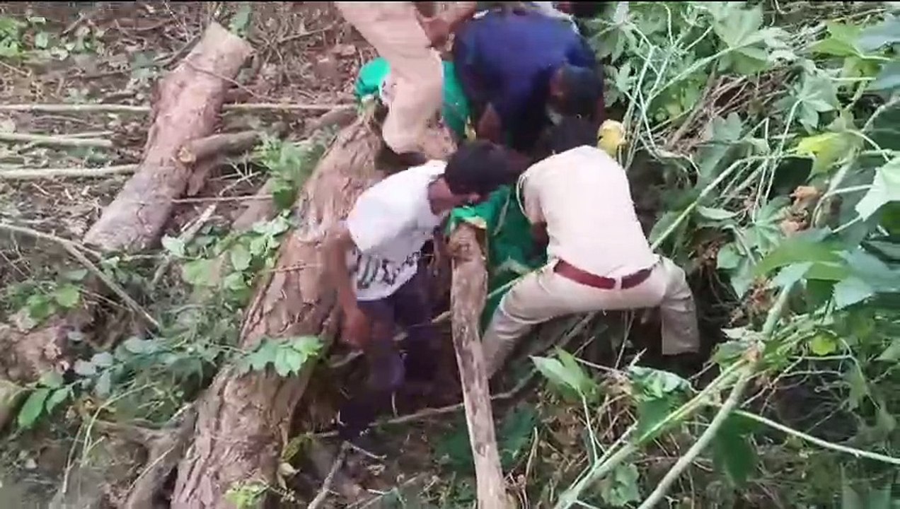 शहर में घुसा पैंथर का शावक