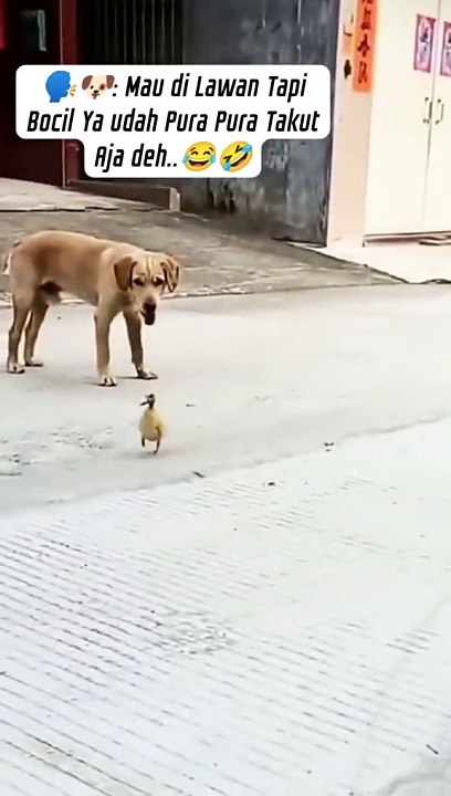 Pura pura ga tau aja