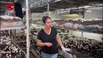 Kadın girişimciden ilk hasat 60 metrekarelik odada 2,5 ton mantar üretti