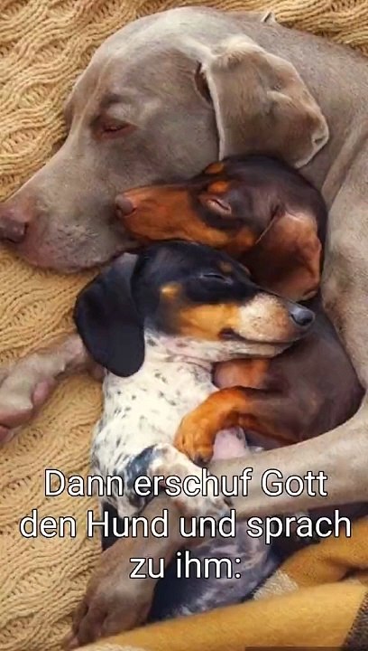 Gott erschuf...