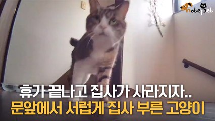 휴가 끝난 집사가 출근하자, 서럽게 울며 집사 찾으러 다닌 고양이