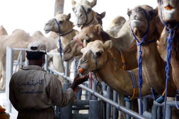 شاهد حليب الإبل من دبي إلى العالم!