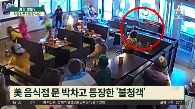 식당 창문 난입한 사슴…뒷문 열어놓자 나가