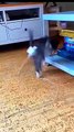 funny-cute-cat-videos-shorts-youtubeshorts-ytshorts-boxtoxtv-awwanimals-animals-house-1280-ytshorts.savetube.me