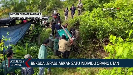 Скачать видео: BBKSDA Sumut Lepasliarkan Orang Utan Sumatera di Suaka Margasatwa Siranggas