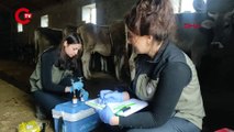 Kadın veterinerler, köy köy dolaşıp hastalıklarla mücadele ediyor