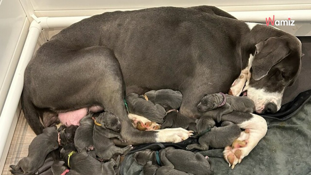 La chienne bat le record du refuge : les sauveteurs n'avaient encore jamais vu ça