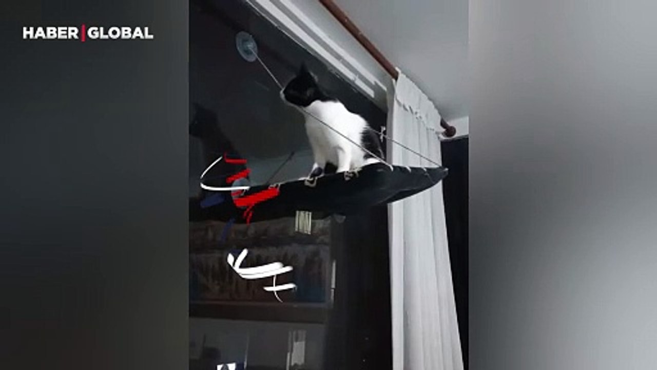Kendi ipini kesen kedi kahkahaya boğdu