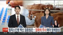 럼피스킨병 백신 접종법은…정확히 주사해야 항체형성
