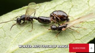Dangerous Black Ant