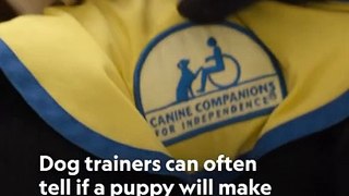 How service puppies are chosen #babyanimals #dogs #shorts