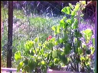 Sony DXC 1200 P. Testing Trinicon colour camera. Year 1974