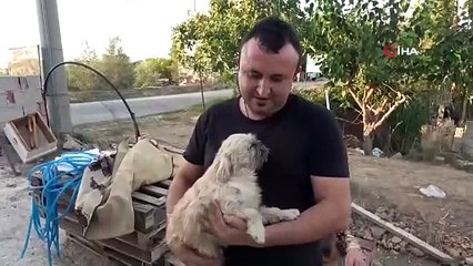 Antalya'da Puk kırması köpek öksüz kalan kedilerin annesi oldu