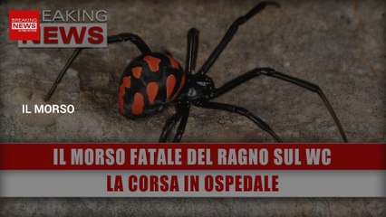 Il Morso Fatale Del Ragno Sul Wc: La Corsa In Ospedale!