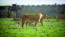 Lions