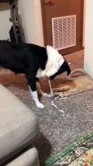 He Wants To Befriend The Cat
