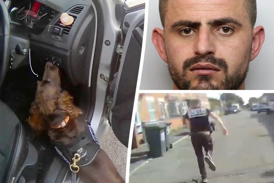Police dog nails drug dealer by sniffing out cocaine hidden in a sock