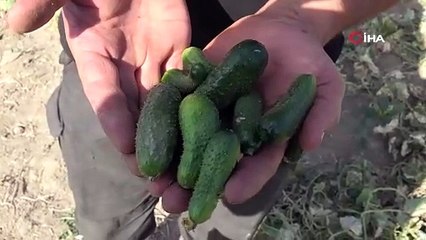 Atanamayıp, iş bulamayınca ''diplomalı hıyarcı'' oldu