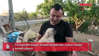 1.5 yaşındaki köpek, anneleri ölen kedilere annelik yapıyor