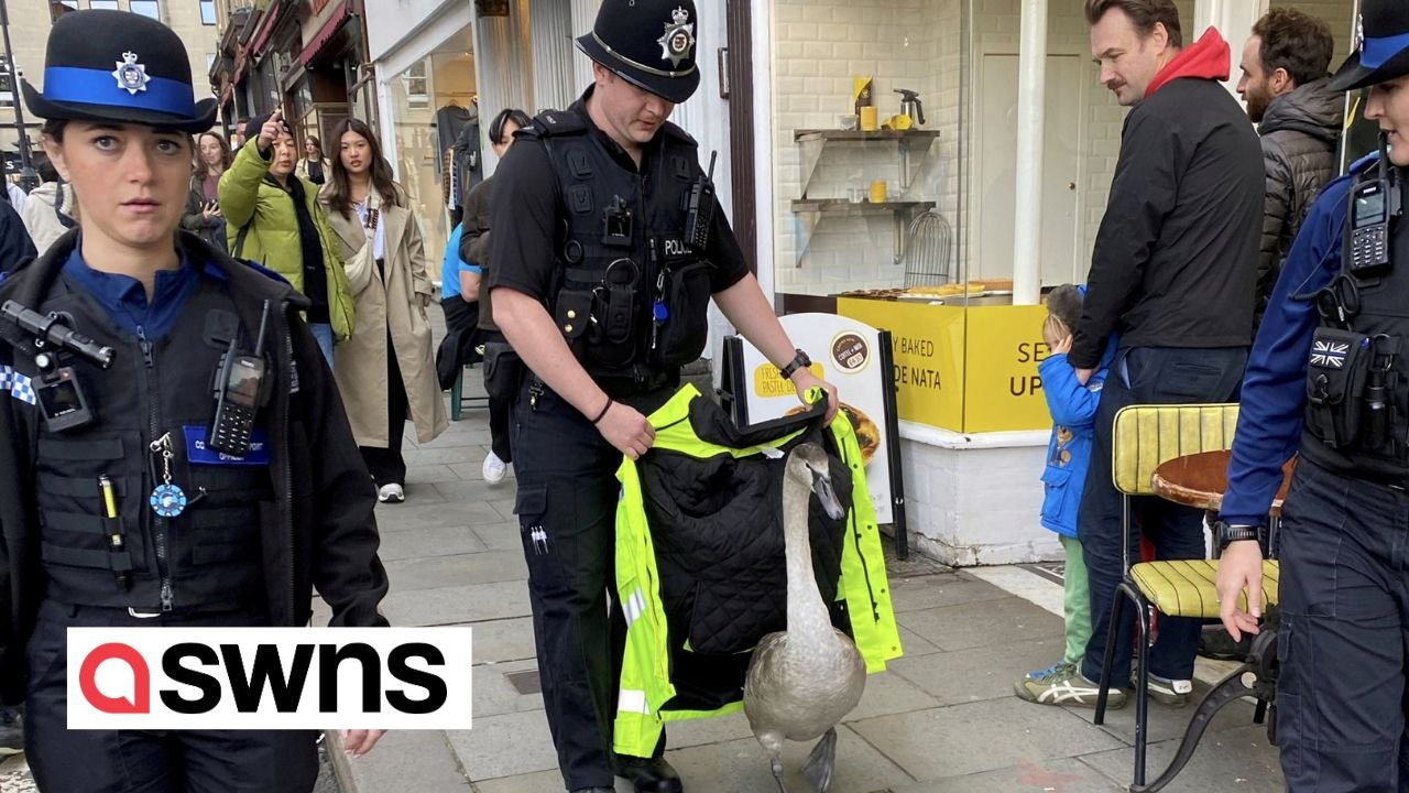 Shoppers in Bath 'baffled' after seeing a baby swan escorted away by police