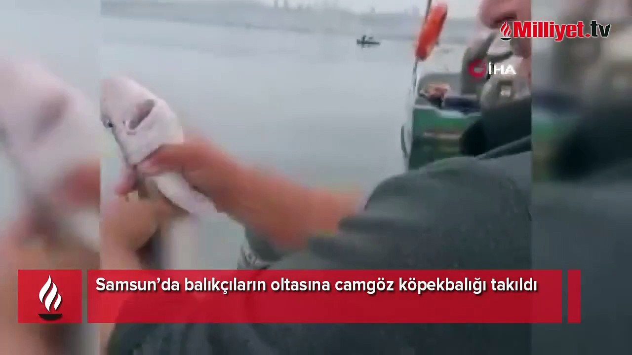 Samsun’da balıkçıların oltasına camgöz köpekbalığı takıldı