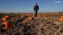 في موسم الهالوين.. تغير المناخ يؤدي إلى تراجع محصول اليقطين في الولايات المتحدة