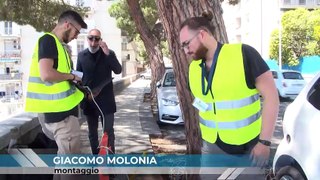 Undici pini sulla circonvallazione di Messina saranno abbattuti