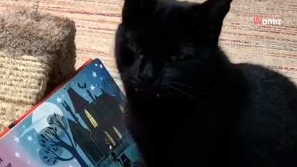 Halloween : ce chat a des crocs de vampire, et c’est plutôt classe (Vidéo)