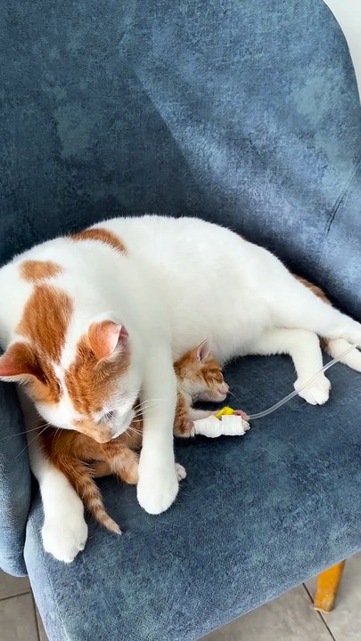 Rico e gatinho