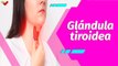 Buena Vibra | ¿Conoces la glándula tiroidea y sus funciones?