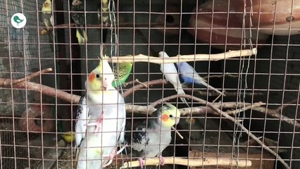 Cocktails playing after lunch of soft food