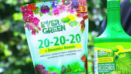 bd-publireportaje-evergreen-301023