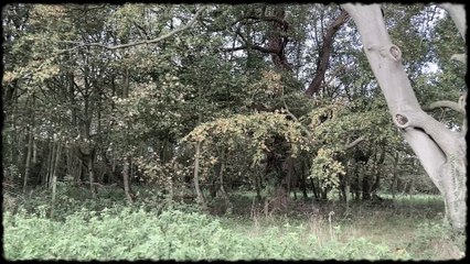 Meet the horror tree of Stowlangtoft this Halloween