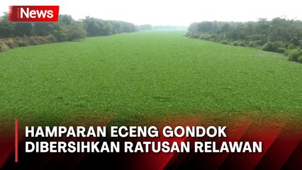 Hamparan Eceng Gondok di Sungai Bengawan Solo Dibersihkan Ratusan Relawan