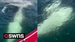 Orca swims up to boat and splashes boaters with its tail