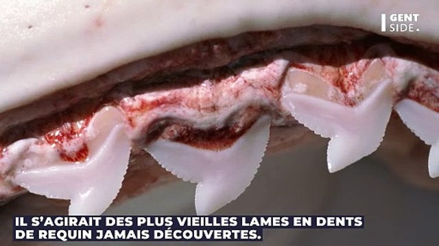 Les plus anciens couteaux à dent de requin du monde ont été découverts, selon une étude
